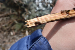 Siphlonurus lacustris