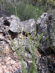 Anarrhinum bellidifolium