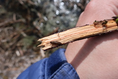 Siphlonurus lacustris