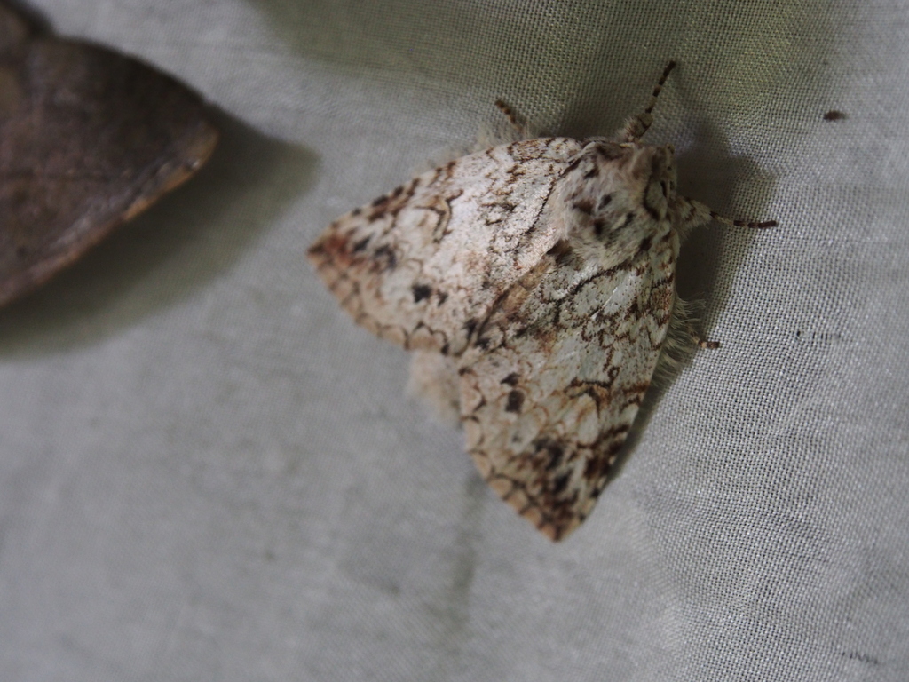 Sericochroa demissa
