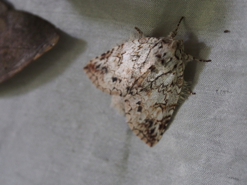 Sericochroa demissa