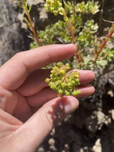 Aeonium spathulatum