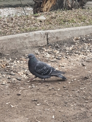 Columba livia