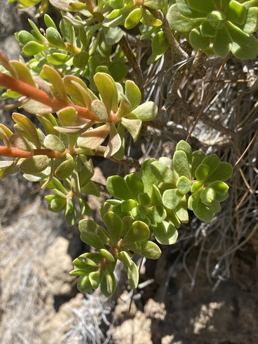 Aeonium spathulatum