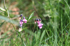 Lathyrus linifolius