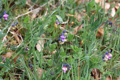 Lathyrus linifolius