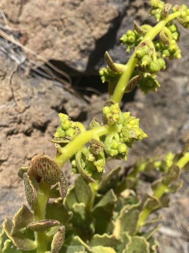 Aeonium smithii