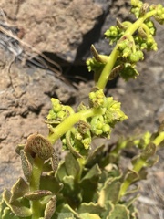 Aeonium smithii image