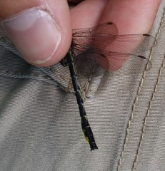 Phanogomphus borealis