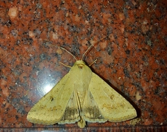 Helicoverpa armigera