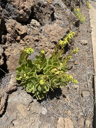 Aeonium smithii