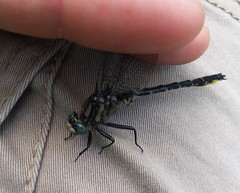 Phanogomphus borealis