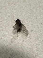 Drosophila repleta