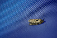 Semioscopis steinkellneriana