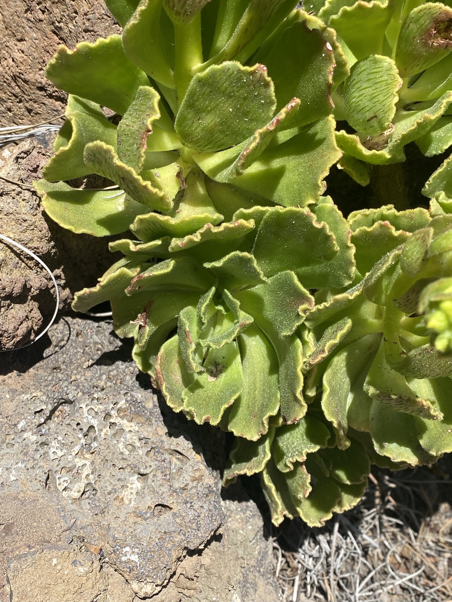 Sempervivum smithii Sims 3