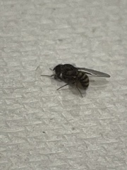 Drosophila repleta