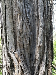 Carya ovata