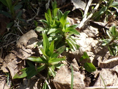 Dianthus barbatus
