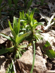 Dianthus barbatus