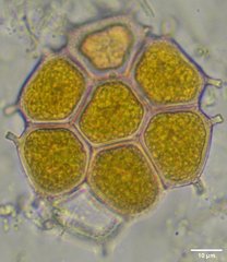 Pseudopediastrum integrum