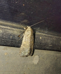 Spodoptera exigua