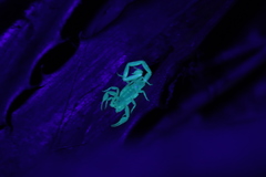 Centruroides suffusus