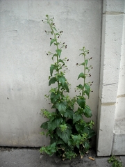 Scrophularia peregrina