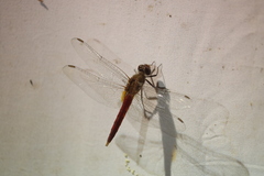 Brachymesia