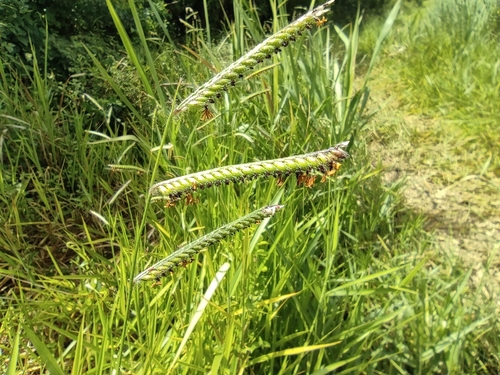 Urochloa eminii image