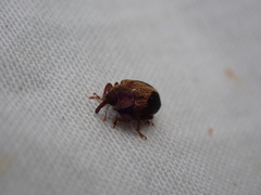 Lignyodes enucleator