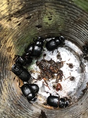 Ontherus brevicollis