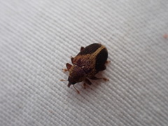 Lignyodes enucleator