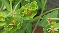 Euphorbia azorica