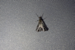 Rhamphomyia marginata