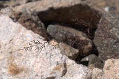 Muhlenbergia microsperma