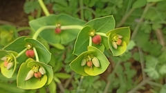 Euphorbia azorica