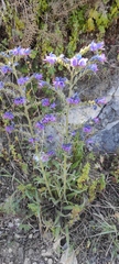 Echium vulgare