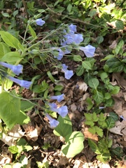 Mertensia virginica