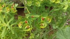 Euphorbia azorica