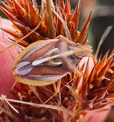 Tropicorypha bifida