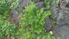 Euphorbia azorica