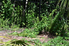 Battus polydamas lucayus