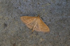 Paratalanta pandalis