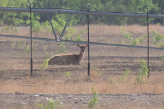 Rusa