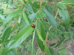 Chrysomela saliceti