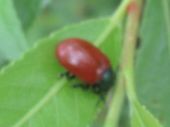 Chrysomela saliceti
