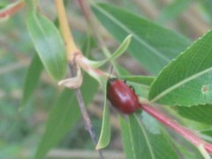 Chrysomela saliceti