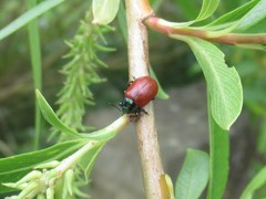 Chrysomela saliceti