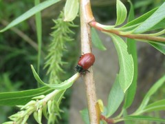 Chrysomela saliceti