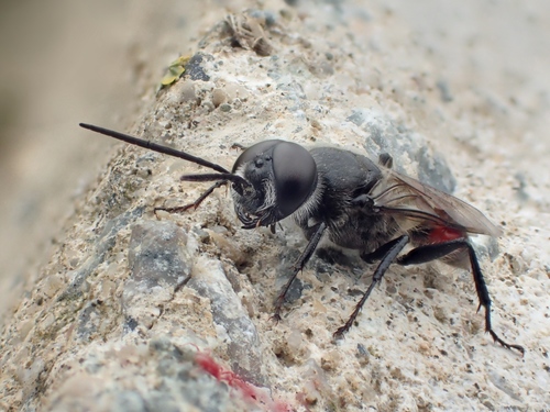 Astata boops nuotrauka